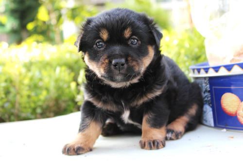 一年级我的家乡500字作文(合集9篇)