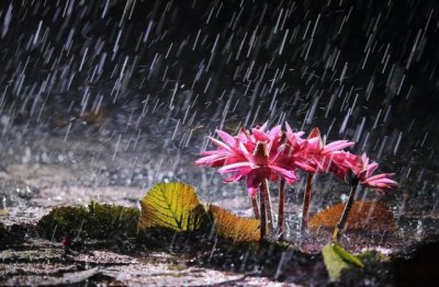 医药采购合同