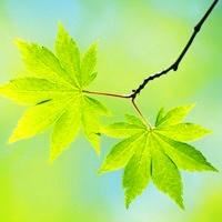 学生给学校的校庆贺信