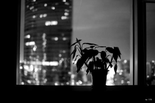 写入党申请书的格式要求（精选20篇）