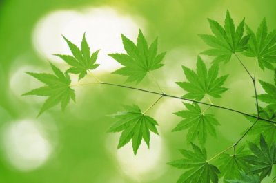 暑假英语读后感：格列佛游记