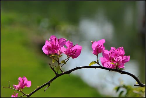 四年级300字观察日记锦集十五篇