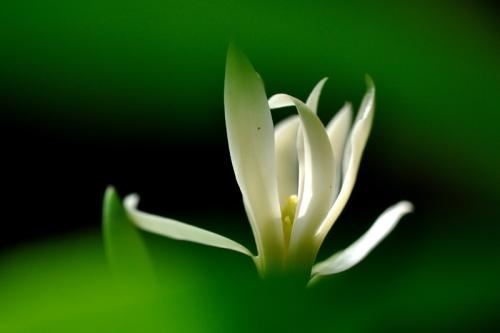 我喜欢春天IloveSpring英语作文
