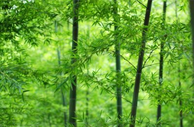 爱情如戏的悲凉语句摘抄