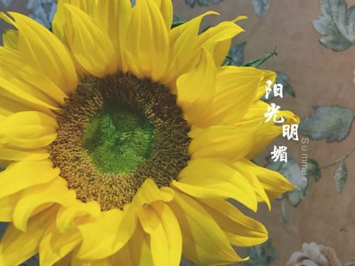 关于摘草莓的日记