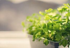 园林建筑职员离职申请书