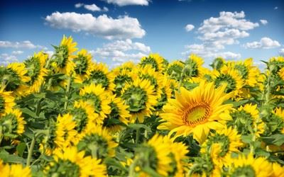 语文百花园八_教案