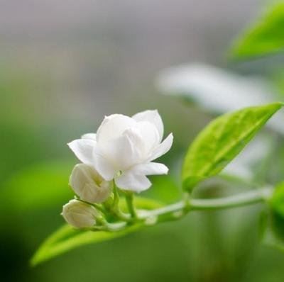 永远的偶像 Forever Idol