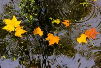 我最喜欢的水果篇