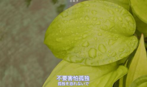 红酒与雪碧