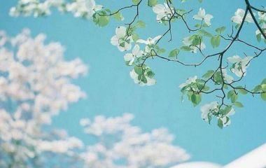 小猫