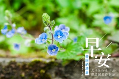 幼儿园元旦比赛活动方案