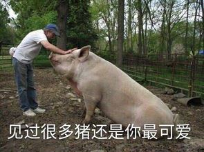 夏之感高二作文