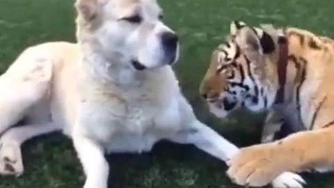 社区党建工作总结