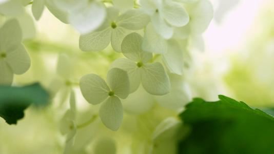 二十年后回故乡精选6篇