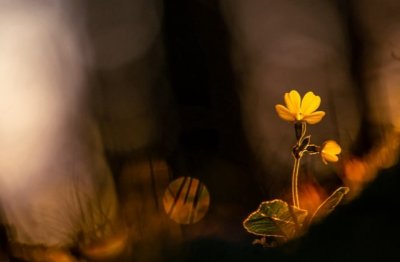 如何保护环境