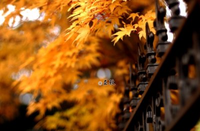回首开头