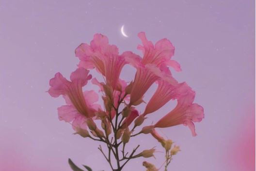 端午节吃粽子的英语作文