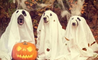 关于观察日记400字植物含羞草【四篇】