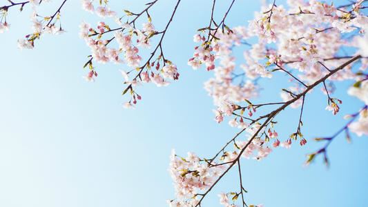 新年新气象的演讲稿(合集3篇)