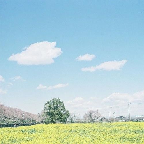 厨师辞职申请书