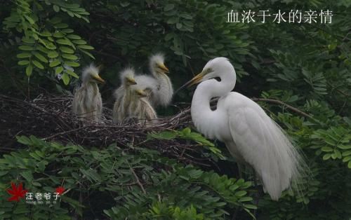 陋室铭_的原文及译文