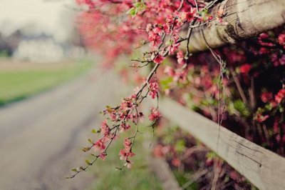 美丽的荷花开头
