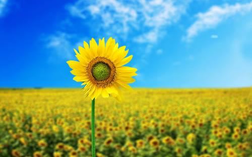 年会赞助的邀请函