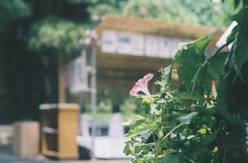 苹果丰收了_教学反思