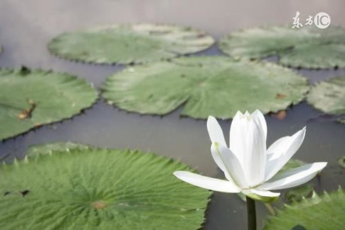 小兔子和小袋鼠