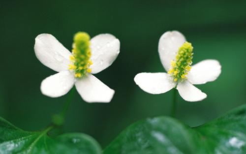 我的新英语老师