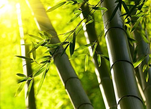 介绍一种动物