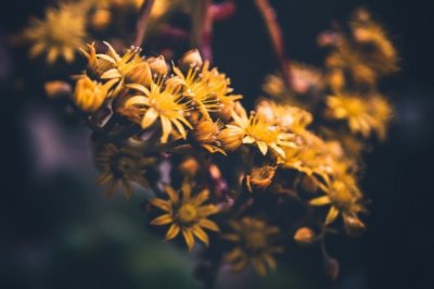 介绍小年的英语作文