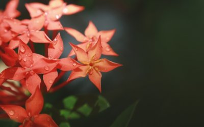 节约用水的英语演讲稿