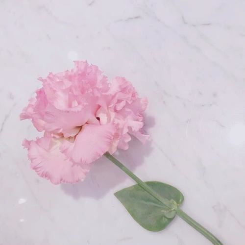 销售求职信