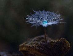 春节祝福的对联诗句