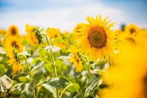季节英语作文：夏天