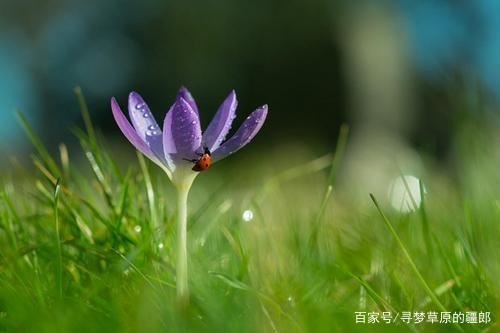 我的小鱼