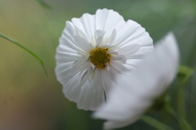 小学班主任聘书