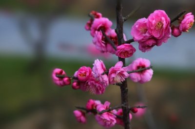 玉楼春·尊前拟把归期说_原文及译文
