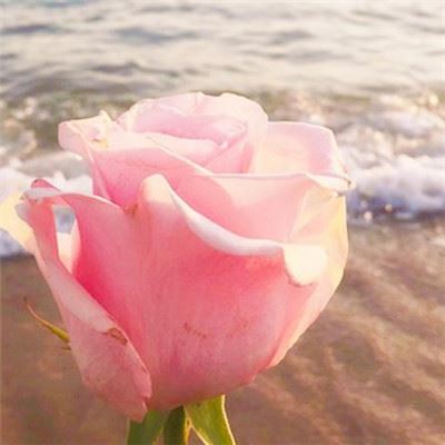 看图写话：小白兔种白菜