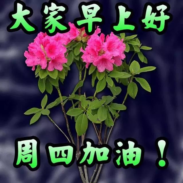 动物类英语作文：小白兔