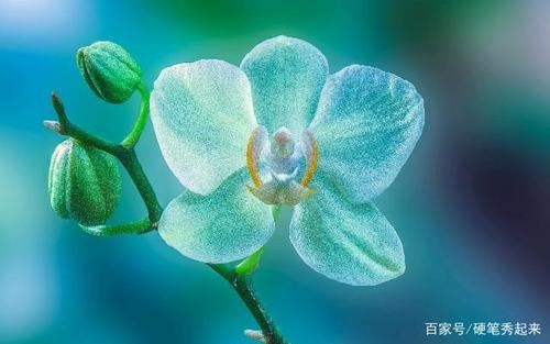 粉丝的力量 The Power of Fans
