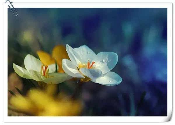 蜜蜂的蜂房奇迹