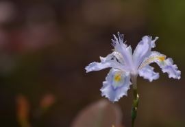 我的理想3分钟普通话汇编4篇