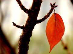 感恩教师节的学生征文集合12篇