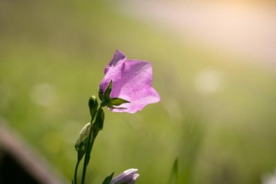蜗牛_四年级作文