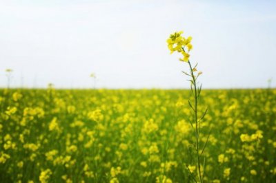 元曲双调·沉醉东风·渔父_赏析