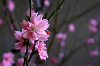 田忌赛马教学反思