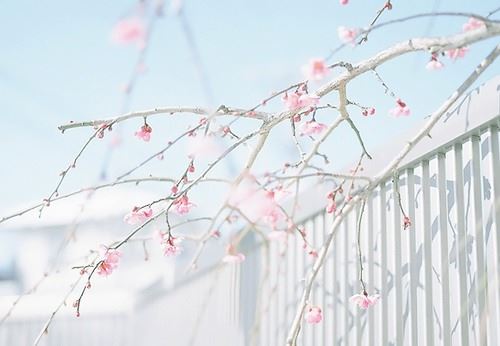 我的理想作文演讲稿范文(精选5篇)